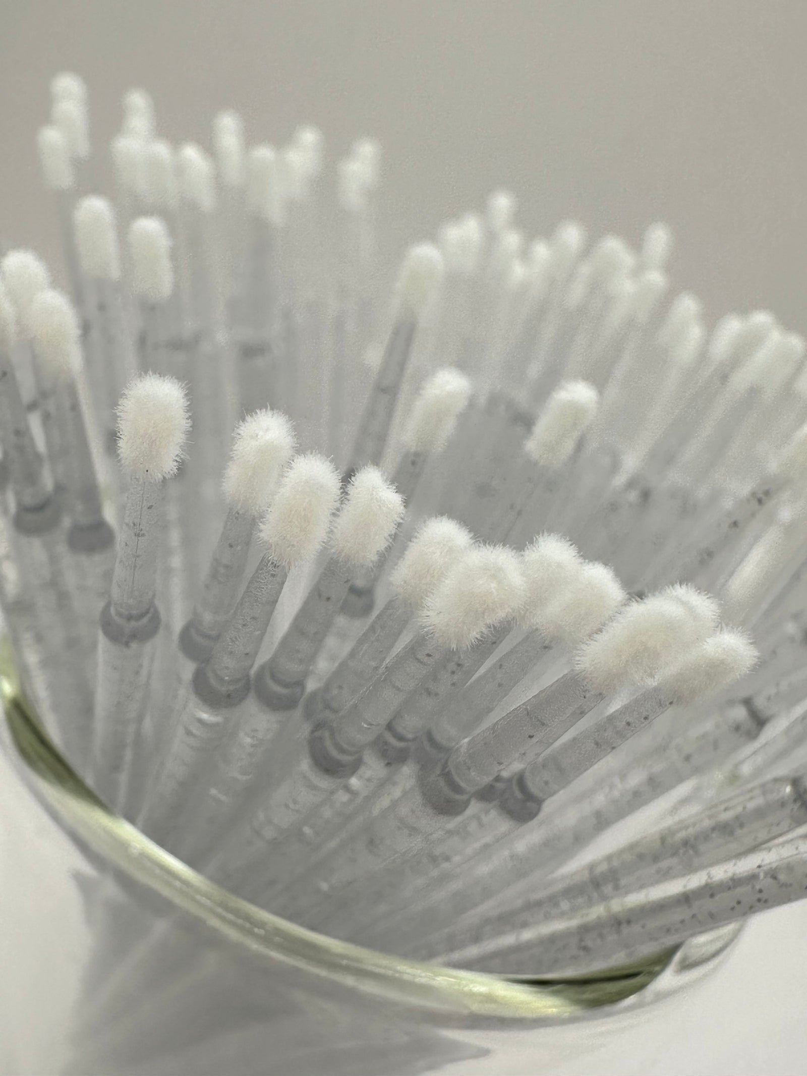 Microbrushes regular