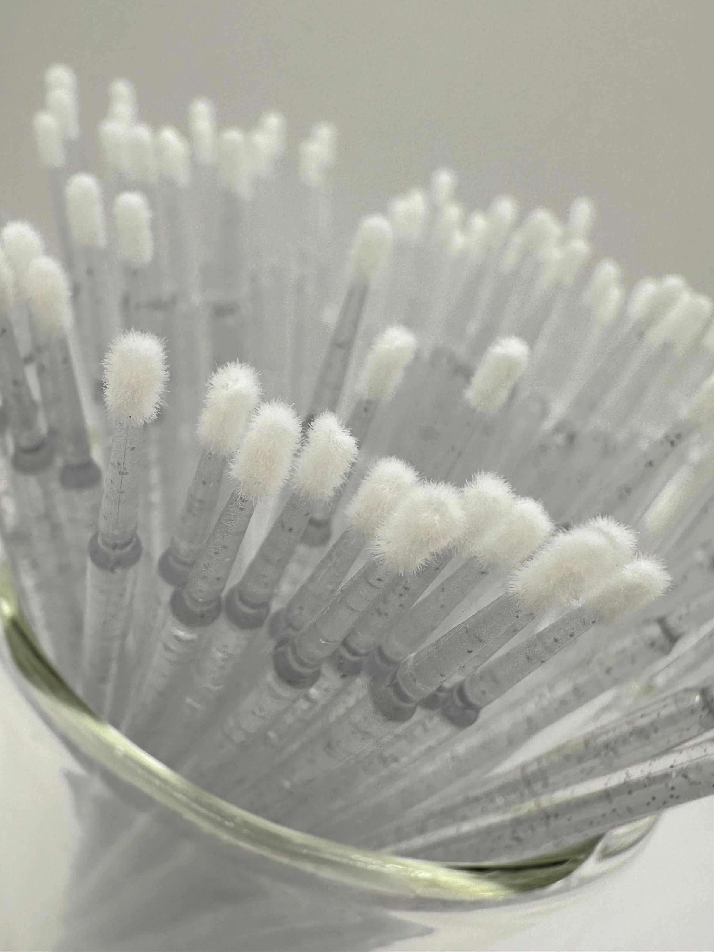Microbrushes regular